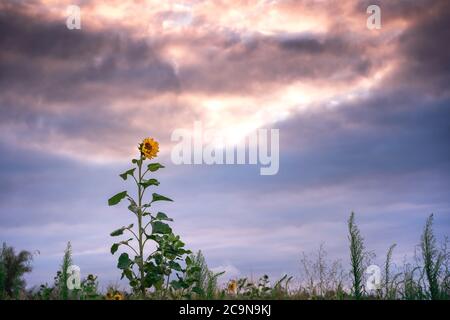 Eine einone Sonnenblume gegen einen dramatischen Sonnenuntergang Himmel Stockfoto