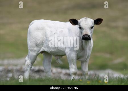 Britisches weißes Kalb auf einer Hochlandweide in den Yorkshire Dales. British White Rinder werden als Minderheit Rasse in Großbritannien eingestuft. Stockfoto