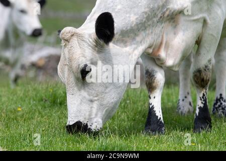 Britische weiße Rinder grasen auf Hochland Weide Stockfoto