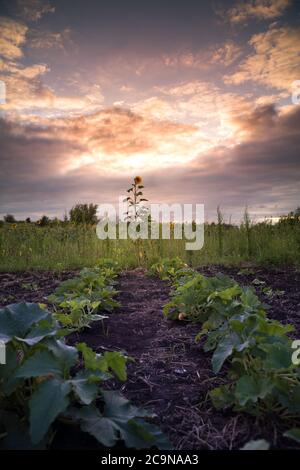 Eine einone Sonnenblume vor dem Hintergrund eines dramatischen Sonnenuntergangs Himmel Betten. Stockfoto