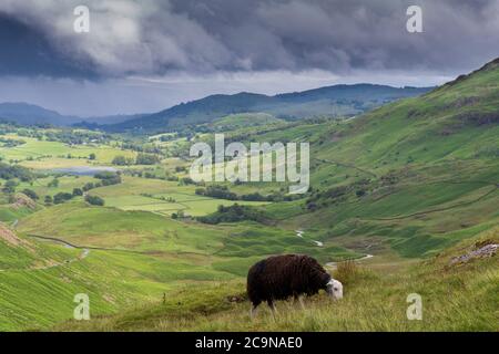 Herdwick Schafe grasen auf Wrynose Pass mit Blick auf Little Langdale in der englischen Lake District nach einem Gewitter Dusche vorbei hat. Cumbria, Großbritannien. Stockfoto