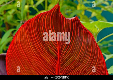 Nahaufnahme abstraktes Detail des roten Pflanzenblattes von Canna Durban Blumenadern von Sonnenschein hinterleuchtet Konzept Bild Verbindungen Links Verbinden gekrümmten Linien uk Stockfoto