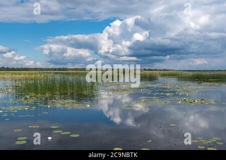 Lubans See, der größte See in Lettland. Flacher Drainagesee, gespeist von den Flüssen Rēzekne, Malta, Malmuta und Lisinja und mehreren kleineren Bächen, Teich Stockfoto