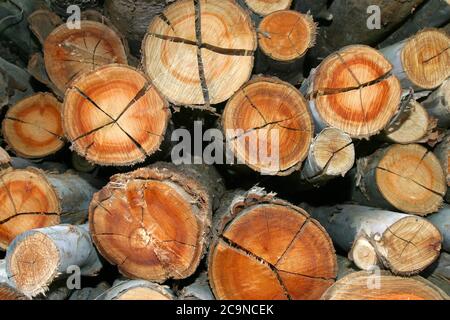 Eukalyptusholz in Schichten angeordnet, Stapel von Eukalyptusholz Protokolle bereit für die Industrie. Hintergrund, Textur Stockfoto