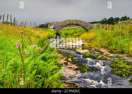 Strines Brücke, untere Strines, Colden Wasser, alte Packesel Brücke über den Fluss, Jack Bridge, Colden, südlichen Pennines, Calderdale, West Yorkshire Stockfoto