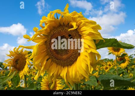 Gewöhnliche Sonnenblumen wachsen auf einer Buckinghamshire Farm. Helianthus annuus, die gewöhnliche Sonnenblume, wird als Ernte für sein Speiseöl und seine essbaren Früchte angebaut. Seine Samen werden als Wildvogelfutter, Viehfutter, in einigen industriellen Anwendungen und als Zierblume in heimischen Gärten verwendet. Sonnenblumen zeigen ein Verhalten, das Heliotropismus genannt wird. Die blühenden Knospen und Blüten zeigen morgens nach Osten und folgen tagsüber der Sonne. Während die Sonnenblumen wachsen und ihre Köpfe schwerer werden, versteifen sich die Stämme und die meisten bleiben nach Osten ausgerichtet. Sonnenlicht auf den leuchtend gelben Blüten ziehen Bestäuber an. Stockfoto