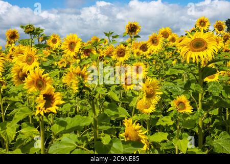 Gewöhnliche Sonnenblumen wachsen auf einer Buckinghamshire Farm. Helianthus annuus, die gewöhnliche Sonnenblume, wird als Ernte für sein Speiseöl und seine essbaren Früchte angebaut. Seine Samen werden als Wildvogelfutter, Viehfutter, in einigen industriellen Anwendungen und als Zierblume in heimischen Gärten verwendet. Sonnenblumen zeigen ein Verhalten, das Heliotropismus genannt wird. Die blühenden Knospen und Blüten zeigen morgens nach Osten und folgen tagsüber der Sonne. Während die Sonnenblumen wachsen und ihre Köpfe schwerer werden, versteifen sich die Stämme und die meisten bleiben nach Osten ausgerichtet. Sonnenlicht auf den leuchtend gelben Blüten ziehen Bestäuber an. Stockfoto