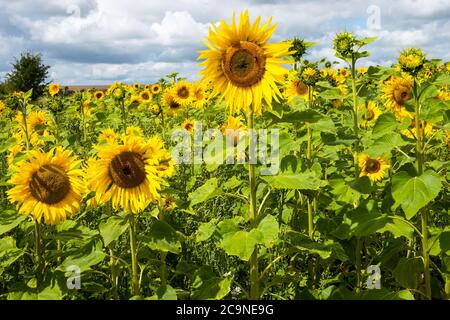 Gewöhnliche Sonnenblumen wachsen auf einer Buckinghamshire Farm. Helianthus annuus, die gewöhnliche Sonnenblume, wird als Ernte für sein Speiseöl und seine essbaren Früchte angebaut. Seine Samen werden als Wildvogelfutter, Viehfutter, in einigen industriellen Anwendungen und als Zierblume in heimischen Gärten verwendet. Sonnenblumen zeigen ein Verhalten, das Heliotropismus genannt wird. Die blühenden Knospen und Blüten zeigen morgens nach Osten und folgen tagsüber der Sonne. Während die Sonnenblumen wachsen und ihre Köpfe schwerer werden, versteifen sich die Stämme und die meisten bleiben nach Osten ausgerichtet. Sonnenlicht auf den leuchtend gelben Blüten ziehen Bestäuber an. Stockfoto