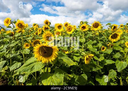 Gewöhnliche Sonnenblumen wachsen auf einer Buckinghamshire Farm. Helianthus annuus, die gewöhnliche Sonnenblume, wird als Ernte für sein Speiseöl und seine essbaren Früchte angebaut. Seine Samen werden als Wildvogelfutter, Viehfutter, in einigen industriellen Anwendungen und als Zierblume in heimischen Gärten verwendet. Sonnenblumen zeigen ein Verhalten, das Heliotropismus genannt wird. Die blühenden Knospen und Blüten zeigen morgens nach Osten und folgen tagsüber der Sonne. Während die Sonnenblumen wachsen und ihre Köpfe schwerer werden, versteifen sich die Stämme und die meisten bleiben nach Osten ausgerichtet. Sonnenlicht auf den leuchtend gelben Blüten ziehen Bestäuber an. Stockfoto