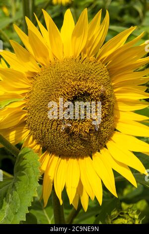 Gewöhnliche Sonnenblumen wachsen auf einer Buckinghamshire Farm. Helianthus annuus, die gewöhnliche Sonnenblume, wird als Ernte für sein Speiseöl und seine essbaren Früchte angebaut. Seine Samen werden als Wildvogelfutter, Viehfutter, in einigen industriellen Anwendungen und als Zierblume in heimischen Gärten verwendet. Sonnenblumen zeigen ein Verhalten, das Heliotropismus genannt wird. Die blühenden Knospen und Blüten zeigen morgens nach Osten und folgen tagsüber der Sonne. Während die Sonnenblumen wachsen und ihre Köpfe schwerer werden, versteifen sich die Stämme und die meisten bleiben nach Osten ausgerichtet. Sonnenlicht auf den leuchtend gelben Blüten ziehen Bestäuber an. Stockfoto