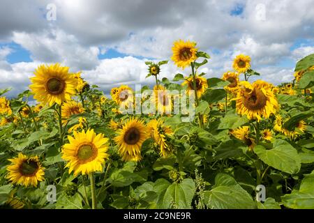 Gewöhnliche Sonnenblumen wachsen auf einer Buckinghamshire Farm. Helianthus annuus, die gewöhnliche Sonnenblume, wird als Ernte für sein Speiseöl und seine essbaren Früchte angebaut. Seine Samen werden als Wildvogelfutter, Viehfutter, in einigen industriellen Anwendungen und als Zierblume in heimischen Gärten verwendet. Sonnenblumen zeigen ein Verhalten, das Heliotropismus genannt wird. Die blühenden Knospen und Blüten zeigen morgens nach Osten und folgen tagsüber der Sonne. Während die Sonnenblumen wachsen und ihre Köpfe schwerer werden, versteifen sich die Stämme und die meisten bleiben nach Osten ausgerichtet. Sonnenlicht auf den leuchtend gelben Blüten ziehen Bestäuber an. Stockfoto