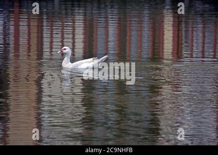 Entlein schwimmen in ruhigem Wasser Stockfoto