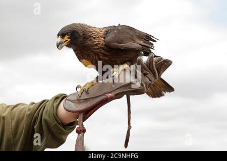 Harris-Falke (Parabuteo unicinctus) in den Händen eines Falkiers Stockfoto