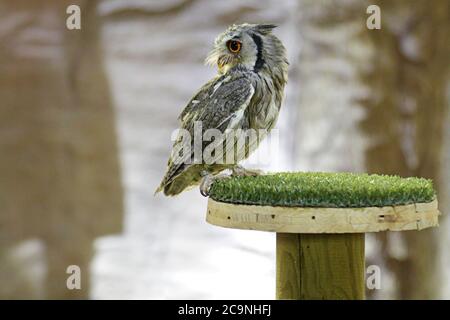 Nördliche Weißgesichteneule (Tilopsis leucotis), die auf einem künstlichen Gastwirt thront Stockfoto