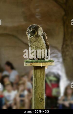 Unverlierbare braune Holzeule (strix leptogrammica) auf einem künstlichen Gastwirt Stockfoto