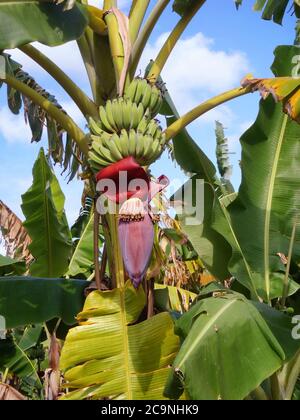 Banane, Früchte und Blumen auf dem Baum Stockfoto