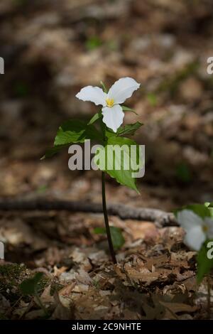 White Trillium in blühenden im frühen Frühjahr in den Wäldern von Süd-Ontario. Eine Erneuerung des Lebens. Stockfoto