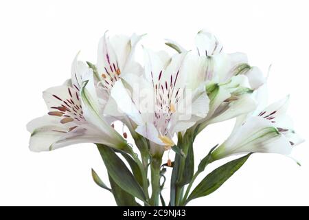 Alstroemeria oder peruanische Lilie Blume mit Staubgefäßen, Nahaufnahme auf weißem Hintergrund. Stockfoto