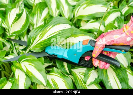 Saisonale Beschneiden von Bäumen mit Baum-, Reb- und Gartenscheren. Weibliche Gärtner Hand in Schutzhandschuhe Beschneidung Baum Blätter mit Baum-, Reb- und Gartenscheren. Die Pflege von Garten w Stockfoto