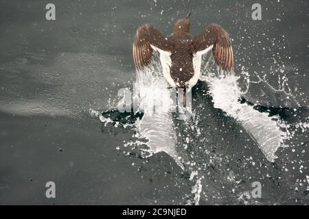 Gewöhnliche Murre, die im Atlantik landet Stockfoto