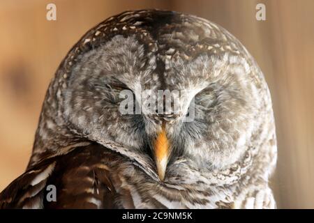 Eine nördliche Sperlingseule, Strix varia, ruhend. Popcorn Park Zoo, Forked River, New Jersey, USA Stockfoto