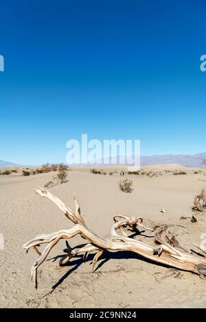 Mesquite flache Sanddünen, Death Valley Nationalpark, Kalifornien, USA Stockfoto