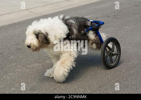 Behinderter alter englischer Schäferhund mit Rollstuhl, der auf dem Bürgersteig läuft Stockfoto