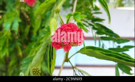 Nahaufnahme einer leuchtend rosa Mimosa Pudica Blume in Bangladesch. Stockfoto
