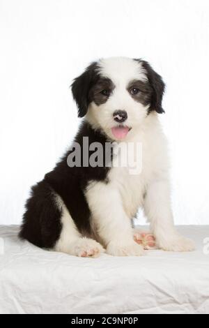 Old English Sheepdog Puppy, Studioaufnahme auf weißem Hintergrund Stockfoto