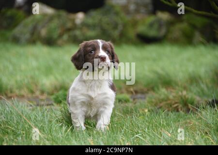 Englisch Springer Spaniel Puppy at 8 weeks, Cumbria, UK Stockfoto