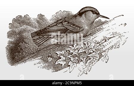 Eurasischer Nuthatch, sitta europaea in Seitenansicht auf einem Ast sitzend, nach einer antiken Illustration aus dem 19. Jahrhundert Stock Vektor