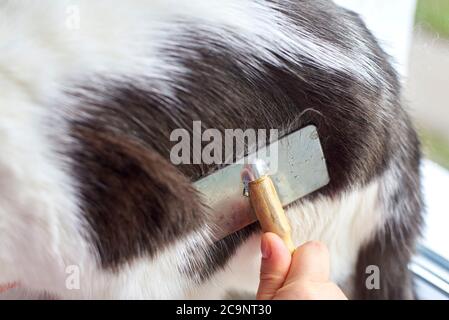 Der Besitzer combes das Haar seiner Katze mit einem speziellen Kamm, kümmert sich um ein Haustier. Stockfoto