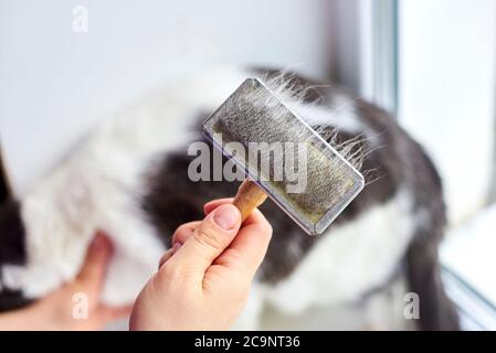 Der Besitzer combes das Haar seiner Katze mit einem speziellen Kamm, kümmert sich um ein Haustier. Stockfoto