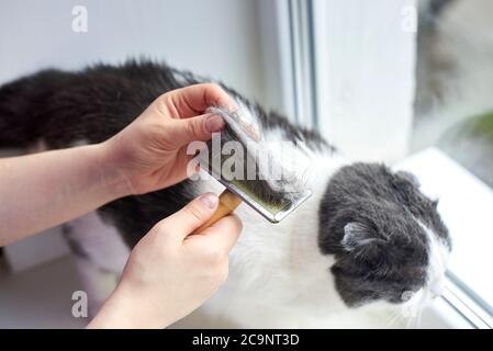 Der Besitzer combes das Haar seiner Katze mit einem speziellen Kamm, kümmert sich um ein Haustier. Stockfoto