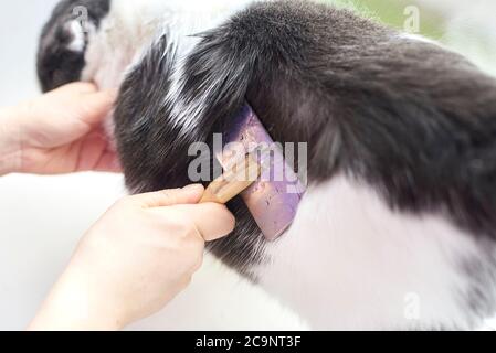 Der Besitzer combes das Haar seiner Katze mit einem speziellen Kamm, kümmert sich um ein Haustier. Stockfoto