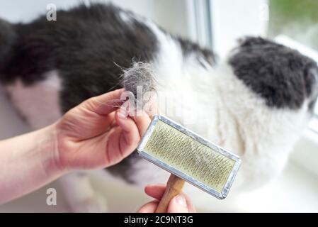 Der Besitzer combes das Haar seiner Katze mit einem speziellen Kamm, kümmert sich um ein Haustier. Stockfoto