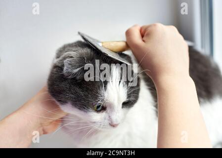 Der Besitzer combes das Haar seiner Katze mit einem speziellen Kamm, kümmert sich um ein Haustier. Stockfoto