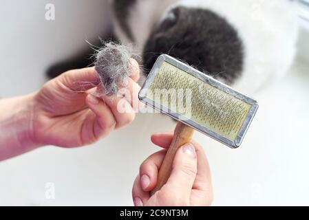 Der Besitzer combes das Haar seiner Katze mit einem speziellen Kamm, kümmert sich um ein Haustier. Stockfoto