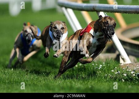 Mlada Boleslav, Tschechische Republik. August 2020. Windhunde treten während der Trainingshunderennen auf der Strecke in Mlada Boleslav in der Tschechischen Republik an.Windhundrennen ist ein organisierter Wettkampfsport, bei dem Windhunde um eine Strecke gefahren werden. Quelle: Slavek Ruta/ZUMA Wire/Alamy Live News Stockfoto