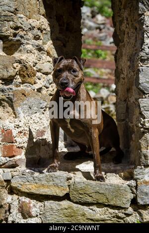 Pit Bull-Mix Hund sitzt im Fenster eines Schlosses Ruin Stockfoto