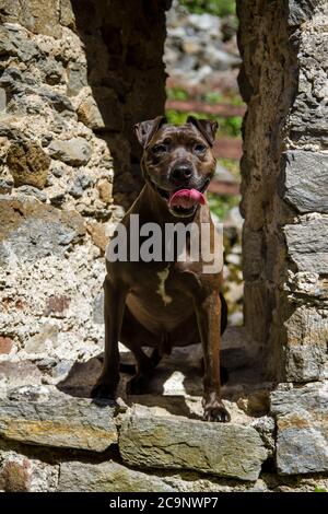Pit Bull-Mix Hund sitzt im Fenster eines Schlosses Ruin Stockfoto