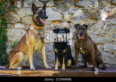 Drei Hunde sitzen auf einer Bank (Malinois, österreichischer Pinscher & Pit Bull-Mix) Stockfoto