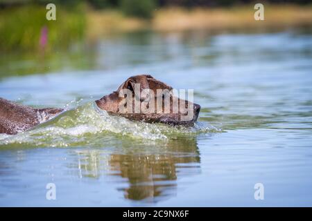 Pit Bull-Mix Hund Schwimmen im See, Sommer Wasser Spaß Stockfoto