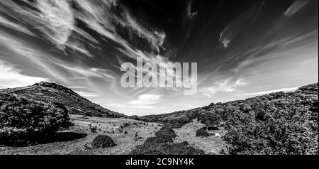 Kühe in einem Tal unter einem dramatischen Himmel in Sardinien, Italien. Schwarz-Weiß-Effekt Stockfoto