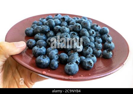 Junge Frau hält frische Brombeeren oder Heidelbeeren in braunen Teller, von oben fotografiert. Nahaufnahme von frischen, gesunden Sommerbeeren. Stockfoto