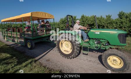 Belleville, IL--24. Juli 2020; Familien fahren auf Beifahreranhänger, der von Traktor mit Fahrer auf der Straße durch Pfirsichgarten gezogen wird, um pe zu pflücken Stockfoto