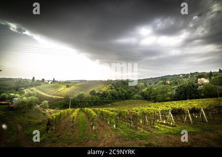 Grauer Himmel über einem Weinberg in Montalcino. Toskana, Italien Stockfoto