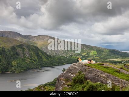 Lauragh, Kerry, Irland. August 2020. Zwei Schafe auf einer Kante über dem Glanmore Lake bei Lauragh in Co. Kerry, Irland. - Credit; David Creedon / Alamy Live News Stockfoto