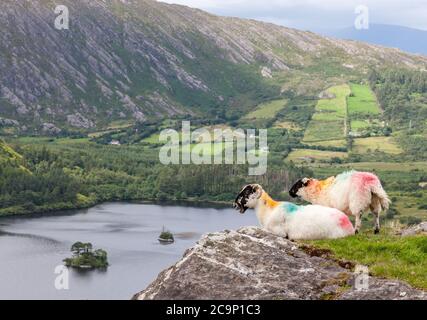 Lauragh, Kerry, Irland. August 2020. Zwei Schafe auf einer Kante über dem Glanmore Lake bei Lauragh in Co. Kerry, Irland. - Credit; David Creedon / Alamy Live News Stockfoto