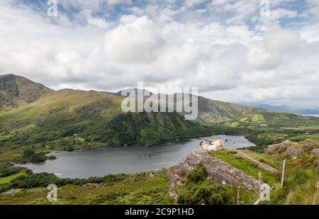 Lauragh, Kerry, Irland. August 2020. Zwei Schafe auf einer Kante über dem Glanmore Lake bei Lauragh in Co. Kerry, Irland. - Credit; David Creedon / Alamy Live News Stockfoto